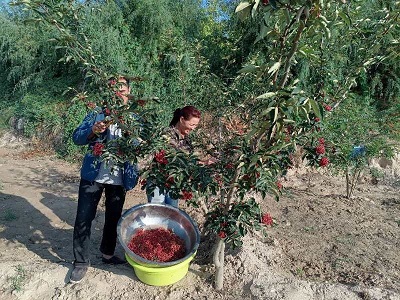 國網劉家峽水電廠：企業賦能振興  花椒飄香山梁